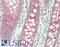 Nerve Growth Factor antibody, LS-B13706, Lifespan Biosciences, Immunohistochemistry paraffin image 