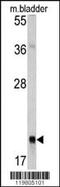 RAB13, Member RAS Oncogene Family antibody, MBS9203131, MyBioSource, Western Blot image 