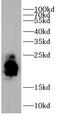 CD3g Molecule antibody, FNab10749, FineTest, Western Blot image 