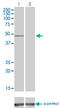 Serine/threonine-protein kinase 51PK antibody, LS-C198432, Lifespan Biosciences, Western Blot image 