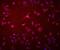 Glucosidase Alpha, Acid antibody, M01548, Boster Biological Technology, Immunofluorescence image 