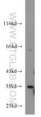 Atypical Chemokine Receptor 1 (Duffy Blood Group) antibody, 55185-1-AP, Proteintech Group, Western Blot image 