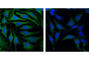 Glycogen Synthase Kinase 3 Alpha antibody, 5676P, Cell Signaling Technology, Immunofluorescence image 