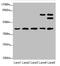 IKBKB Interacting Protein antibody, LS-C675886, Lifespan Biosciences, Western Blot image 