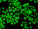 General Transcription Factor IIF Subunit 1 antibody, A2489, ABclonal Technology, Immunofluorescence image 