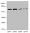 Polypeptide N-Acetylgalactosaminyltransferase 2 antibody, LS-C675791, Lifespan Biosciences, Western Blot image 