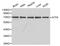 Activating Transcription Factor 6 antibody, LS-C192659, Lifespan Biosciences, Western Blot image 