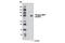 Dynamin 1 Like antibody, 6319S, Cell Signaling Technology, Western Blot image 