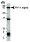 HIF1-alpha antibody, MA1-46457, Invitrogen Antibodies, Immunoprecipitation image 