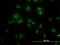 Transcription factor 7-like 2 antibody, H00006934-M06, Novus Biologicals, Immunocytochemistry image 