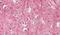 Thy-1 Cell Surface Antigen antibody, PA5-19153, Invitrogen Antibodies, Immunohistochemistry paraffin image 