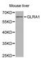 Glycine Receptor Alpha 1 antibody, MBS127631, MyBioSource, Western Blot image 