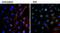 Epidermal Growth Factor antibody, M806B, Invitrogen Antibodies, Immunofluorescence image 