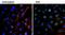 Epidermal Growth Factor antibody, M806B, Invitrogen Antibodies, Immunofluorescence image 