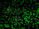 BUB3 Mitotic Checkpoint Protein antibody, A6536, ABclonal Technology, Immunofluorescence image 