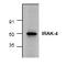 Interleukin 1 Receptor Associated Kinase 4 antibody, AP00252PU-N, Origene, Western Blot image 