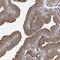 IQ Motif Containing K antibody, HPA026792, Atlas Antibodies, Immunohistochemistry paraffin image 