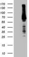 TOR antibody, CF809547, Origene, Western Blot image 