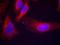 RAB20, Member RAS Oncogene Family antibody, orb215218, Biorbyt, Immunofluorescence image 