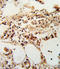 TIMP Metallopeptidase Inhibitor 3 antibody, LS-C161892, Lifespan Biosciences, Immunohistochemistry frozen image 