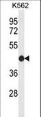 Claudin 15 antibody, LS-C168809, Lifespan Biosciences, Western Blot image 