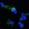Neurotrophic Receptor Tyrosine Kinase 1 antibody, STJ98430, St John