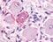 MAS Related GPR Family Member E antibody, NLS4343, Novus Biologicals, Immunohistochemistry frozen image 