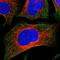 Coiled-Coil Domain Containing 167 antibody, PA5-60953, Invitrogen Antibodies, Immunofluorescence image 