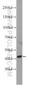 Aryl Hydrocarbon Receptor Interacting Protein Like 1 antibody, 15108-1-AP, Proteintech Group, Western Blot image 