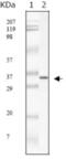 Seryl-TRNA Synthetase 2, Mitochondrial antibody, abx016056, Abbexa, Enzyme Linked Immunosorbent Assay image 
