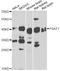 PSA antibody, LS-C749133, Lifespan Biosciences, Western Blot image 