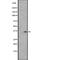 NK6 Homeobox 3 antibody, abx147126, Abbexa, Western Blot image 