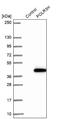 RNA Polymerase III Subunit H antibody, NBP2-13787, Novus Biologicals, Western Blot image 