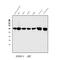 Glutamate Metabotropic Receptor 1 antibody, A03049-4, Boster Biological Technology, Western Blot image 