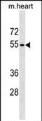 Rh Family C Glycoprotein antibody, PA5-72116, Invitrogen Antibodies, Western Blot image 