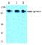 GRB2 Associated Binding Protein 1 antibody, PA5-36806, Invitrogen Antibodies, Western Blot image 