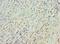 CD20 antibody, LS-C376205, Lifespan Biosciences, Immunohistochemistry frozen image 