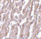 MYD88 Innate Immune Signal Transduction Adaptor antibody, PM-4673, ProSci, Immunohistochemistry frozen image 