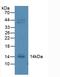 C-X-C Motif Chemokine Ligand 10 antibody, LS-C298538, Lifespan Biosciences, Western Blot image 