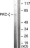 Protein Kinase C Zeta antibody, LS-B12514, Lifespan Biosciences, Western Blot image 