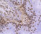 H3 Histone Family Member 3B antibody, 13-847, ProSci, Immunohistochemistry frozen image 