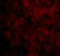 BCL2 Associated Agonist Of Cell Death antibody, 3343, ProSci, Immunofluorescence image 