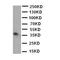 Kallikrein Related Peptidase 5 antibody, orb76144, Biorbyt, Western Blot image 