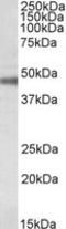 ATPase Na+/K+ Transporting Subunit Beta 1 antibody, LS-B7227, Lifespan Biosciences, Western Blot image 
