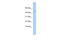 Apolipoprotein B MRNA Editing Enzyme Catalytic Subunit 3F antibody, 31-280, ProSci, Western Blot image 