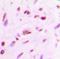 Myocyte Enhancer Factor 2A antibody, orb393104, Biorbyt, Immunohistochemistry paraffin image 