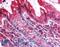BCL2 Binding Component 3 antibody, LS-B270, Lifespan Biosciences, Immunohistochemistry paraffin image 