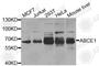ATP Binding Cassette Subfamily E Member 1 antibody, A8146, ABclonal Technology, Western Blot image 