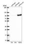 X-Ray Repair Cross Complementing 1 antibody, NBP1-87154, Novus Biologicals, Western Blot image 