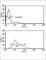 Malate Dehydrogenase 1 antibody, abx031782, Abbexa, Western Blot image 